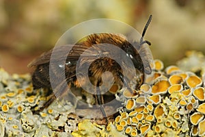 Closeup on a wed , hairy, brown, Vernal plasterer bee, Colletes cunicularius, sitting on a lichen covered branch