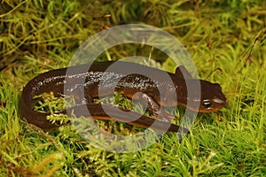 Closeup on a wed male Rough-Skinned Newt, Taricha granulosa in Southern Oregon