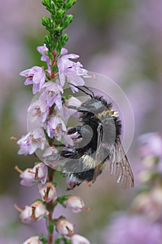 Closeup on a wed queen common white tailed bumblebee, Bombus terrestris , sitting on pink Heather flowers