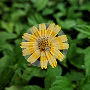 Closeup of Wedelia plant