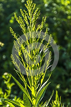 A closeup of a weed in a grassy field