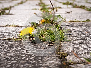 Closeup of weeds growing and sprouting between gaps on courtyard