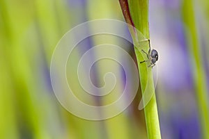 Closeup of weevil snout beetle visiting iris sibirica sibirian iris in front of natural green background with copyspace.