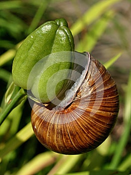 Closeup of a Weinberg snail