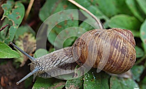 Closeup of a Weinberg snail