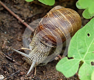 Closeup of a Weinberg snail