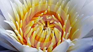 macro photography of inside a water lily, beautiful aquatic flower, tranquil nature scene, in a tropical botanical garden