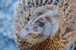 Closeup of a weka flightless bird against the blurred background