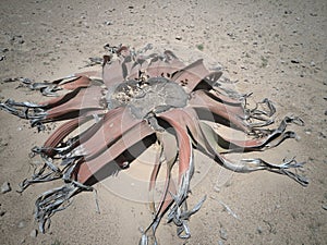 Closeup of Welwitschia Mirabilis