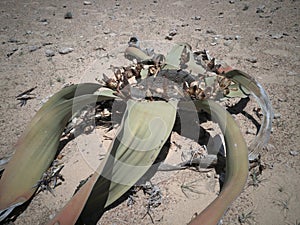 Closeup of Welwitschia Mirabilis