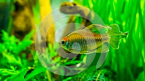 Closeup of a west african salmon, colorful ornamental fish, popular aquarium pet