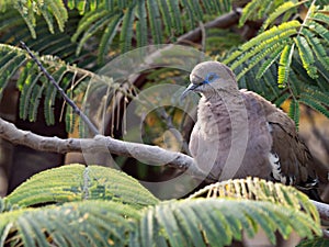 Wildlife photo of a West Peruvian Dove Zenaida meloda photo