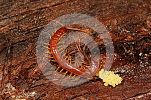 Closeup of a Western fire centipede