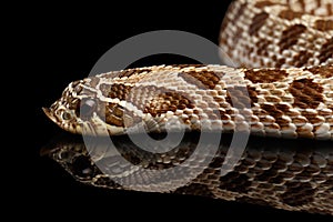 Closeup Western Hognose Snake, isolated on black background