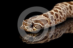 Closeup Western Hognose Snake, isolated on black background