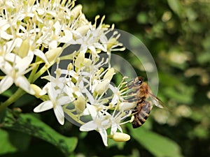 Closeup of western honey bee â€“ Apis Mellifera collecting pollen from the white flowers