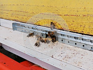 Closeup of western honey bee â€“ Apis Mellifera at the entrance to the hive