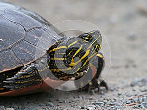 Closeup of a Western Painted Turtle