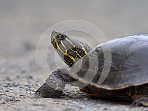 Closeup of a Western Painted Turtle