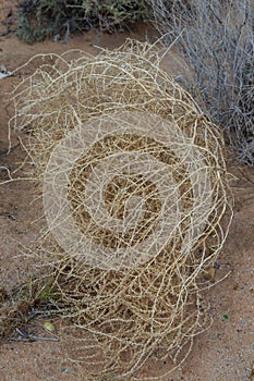 Closeup of a Western USA Tumbleweed