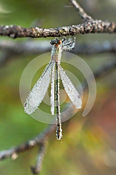 Closeup of a wet dragonfly hand on a tree branch