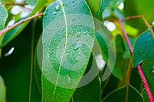 Closeup of wet Eucalyptus leaves