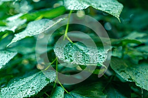 Closeup of wet green leaves after a summer rain.