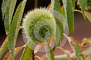 Closeup of wet green Sweet chestnut seed pod with Autumn foliage