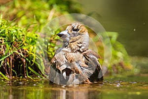Closeup of a wet hawfinch, Coccothraustes coccothraustes washing, preening and cleaning in water