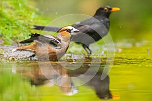 Closeup of a wet hawfinch male Coccothraustes coccothraustes and blackbird, Turdus merula washing preening and cleaning in water