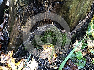 Closeup Mossy Bark Base of Tree Rainy Day photo