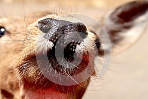 Closeup of a wet nose of fallow deer fawn in ZOO safari Fasano in Italy, region of Apulia