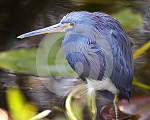 Closeup of a wet Tri Color Heron in the Florida Everglades