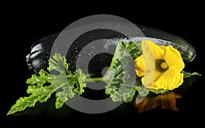 Closeup wet zucchini with flower on black background