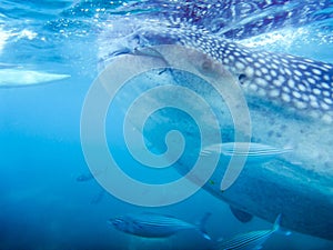 A closeup of a whale shark