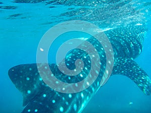 A closeup of a whale shark