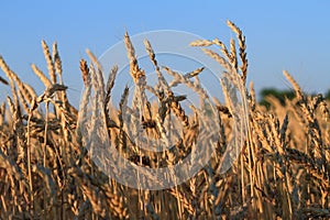 Closeup of Wheat