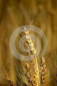 Closeup Wheat