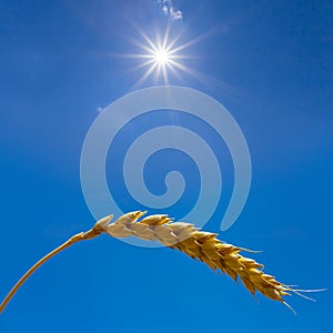Closeup wheat ear on blue sky background under a sparkle sun