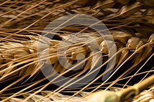 Closeup of the wheat ears on the black background - cereals for bakery, flour production