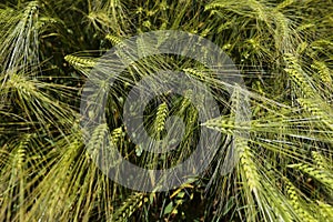 Closeup of wheat field.Cultivation of crops. Agriculture and farming.