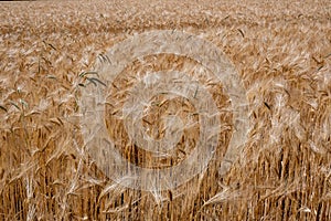 Closeup of a wheat a field full of ripe spikes