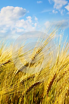 Closeup of wheat field with sunny sky