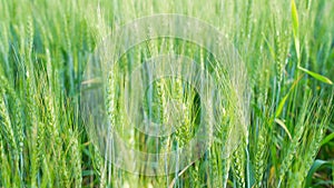 Closeup of the Wheat plants ear or pods in sunset sky background. Unripe green wheat plants growing in large farm field. insects