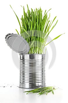 Closeup of wheatgrass in an aluminum can on white photo