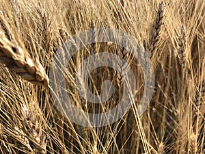 Closeup of wheats in a field captured on a sunny day