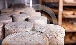 Closeup of wheels of sheep cheese on shelves in ripening room