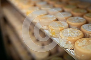 Closeup of wheels of sheep cheese on shelves in ripening room