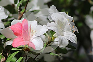 Closeup of whie blooms-one confused about what color it should be