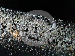 Closeup with whip goby fish eggs in Sipadan Island, Sabah. Borneo.